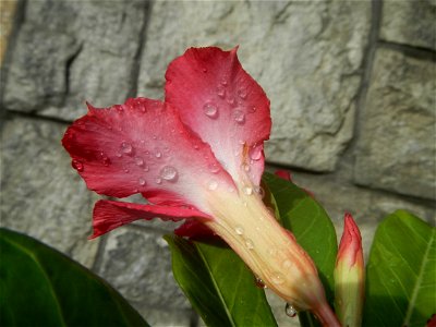 Water droplets on Adenium obesum flowers in the Philippines of food cuisine in Poblacion, Baliuag, Bulacan Category:Sitios and puroks of the Philippines Subdivisions of the Philippines Barangay Poblac