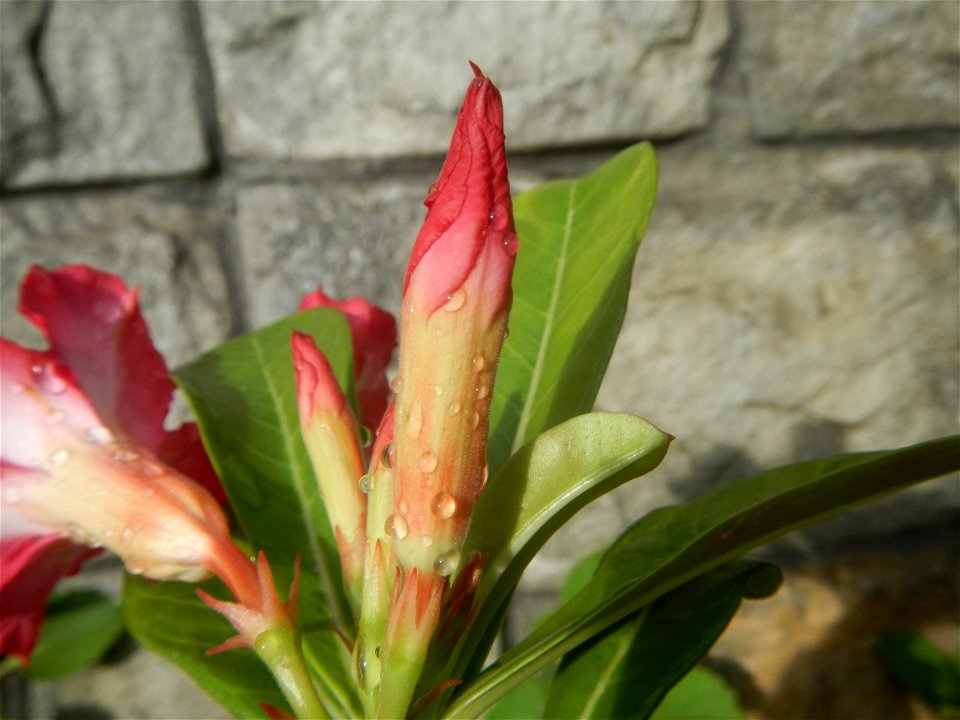 Water droplets on Adenium obesum flowers in the Philippines of food cuisine in Poblacion, Baliuag, Bulacan Category:Sitios and puroks of the Philippines Subdivisions of the Philippines Barangay Poblac