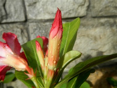 Water droplets on Adenium obesum flowers in the Philippines of food cuisine in Poblacion, Baliuag, Bulacan Category:Sitios and puroks of the Philippines Subdivisions of the Philippines Barangay Poblac