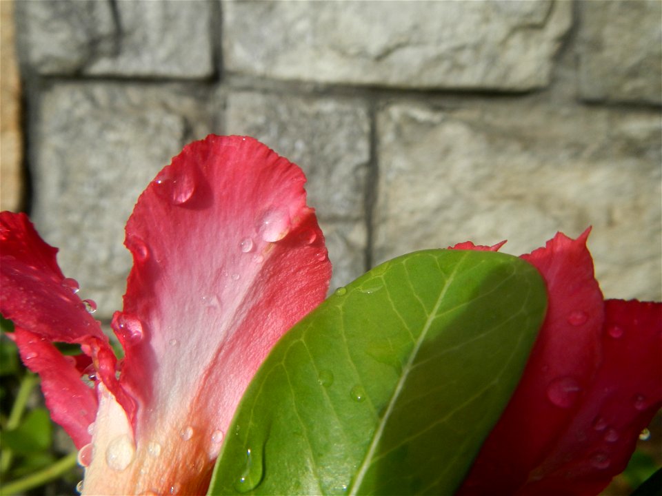 Water droplets on Adenium obesum flowers in the Philippines of food cuisine in Poblacion, Baliuag, Bulacan Category:Sitios and puroks of the Philippines Subdivisions of the Philippines Barangay Poblac