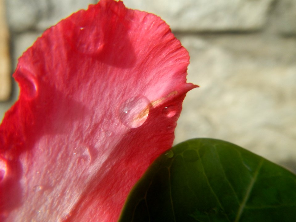 Water droplets on Adenium obesum flowers in the Philippines of food cuisine in Poblacion, Baliuag, Bulacan Category:Sitios and puroks of the Philippines Subdivisions of the Philippines Barangay Poblac