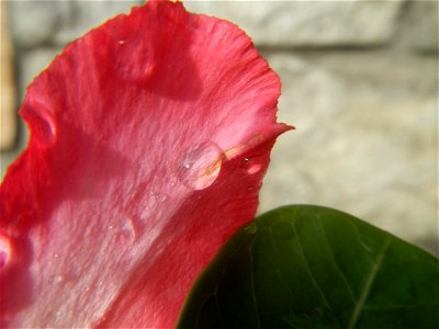 Water droplets on Adenium obesum flowers in the Philippines of food cuisine in Poblacion, Baliuag, Bulacan Category:Sitios and puroks of the Philippines Subdivisions of the Philippines Barangay Poblac