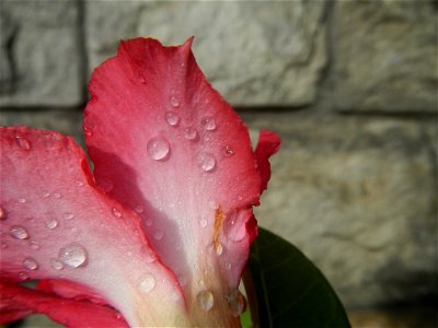 Water droplets on Adenium obesum flowers in the Philippines of food cuisine in Poblacion, Baliuag, Bulacan Category:Sitios and puroks of the Philippines Subdivisions of the Philippines Barangay Poblac