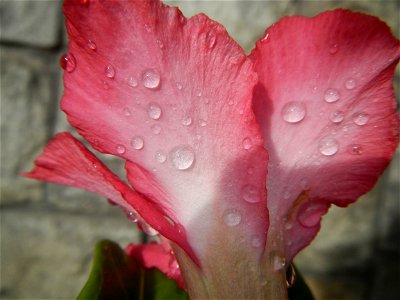 Water droplets on Adenium obesum flowers in the Philippines of food cuisine in Poblacion, Baliuag, Bulacan Category:Sitios and puroks of the Philippines Subdivisions of the Philippines Barangay Poblac