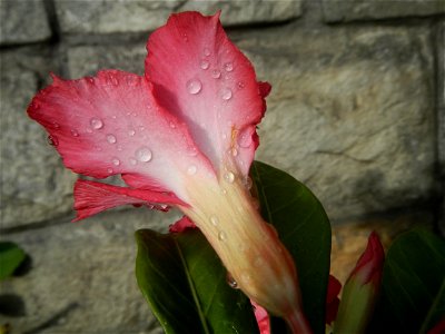 Water droplets on Adenium obesum flowers in the Philippines of food cuisine in Poblacion, Baliuag, Bulacan Category:Sitios and puroks of the Philippines Subdivisions of the Philippines Barangay Poblac