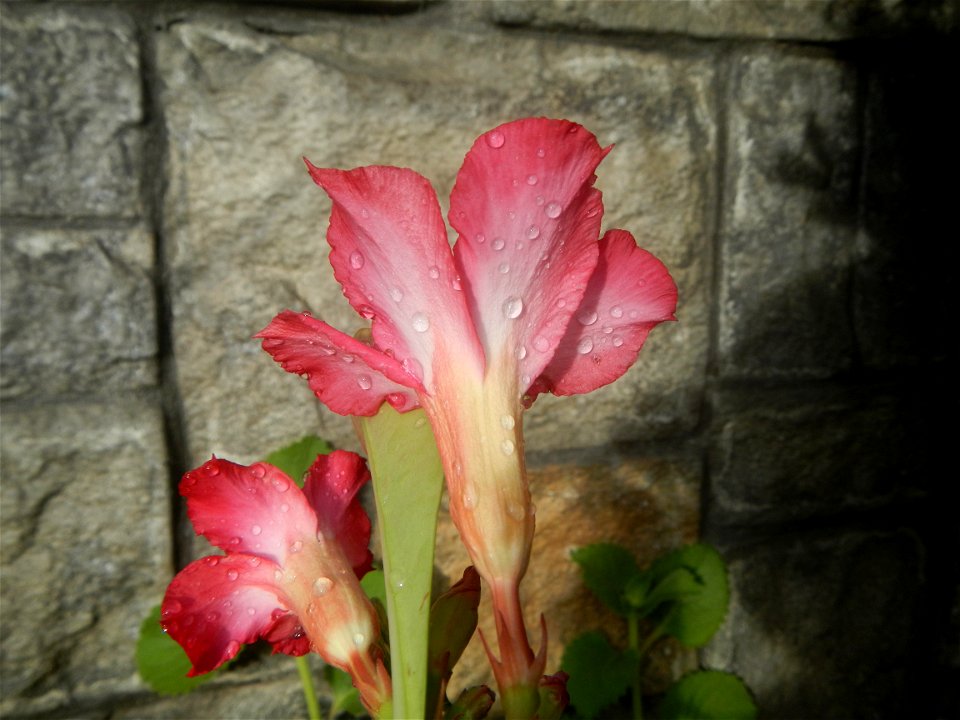 Water droplets on Adenium obesum flowers in the Philippines of food cuisine in Poblacion, Baliuag, Bulacan Category:Sitios and puroks of the Philippines Subdivisions of the Philippines Barangay Poblac