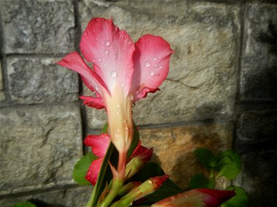 Water droplets on Adenium obesum flowers in the Philippines of food cuisine in Poblacion, Baliuag, Bulacan Category:Sitios and puroks of the Philippines Subdivisions of the Philippines Barangay Poblac