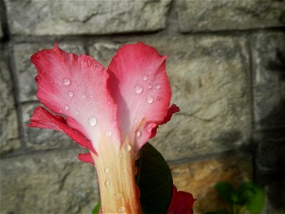 Water droplets on Adenium obesum flowers in the Philippines of food cuisine in Poblacion, Baliuag, Bulacan Category:Sitios and puroks of the Philippines Subdivisions of the Philippines Barangay Poblac