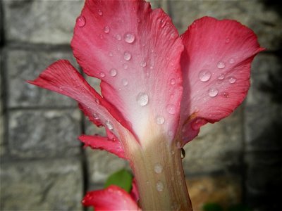 Water droplets on Adenium obesum flowers in the Philippines of food cuisine in Poblacion, Baliuag, Bulacan Category:Sitios and puroks of the Philippines Subdivisions of the Philippines Barangay Poblac