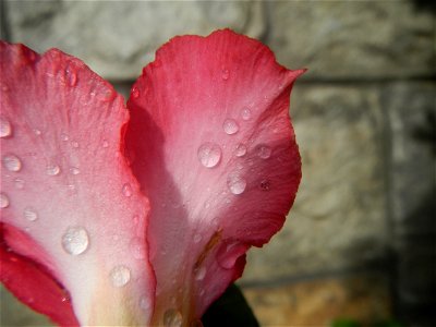 Water droplets on Adenium obesum flowers in the Philippines of food cuisine in Poblacion, Baliuag, Bulacan Category:Sitios and puroks of the Philippines Subdivisions of the Philippines Barangay Poblac