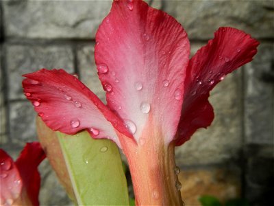 Water droplets on Adenium obesum flowers in the Philippines of food cuisine in Poblacion, Baliuag, Bulacan Category:Sitios and puroks of the Philippines Subdivisions of the Philippines Barangay Poblac