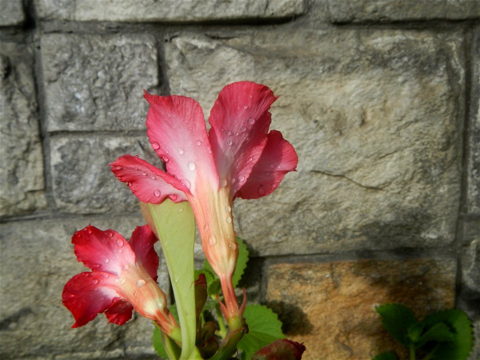 Water droplets on Adenium obesum flowers in the Philippines of food cuisine in Poblacion, Baliuag, Bulacan Category:Sitios and puroks of the Philippines Subdivisions of the Philippines Barangay Poblac