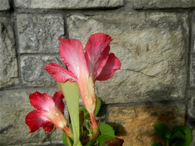 Water droplets on Adenium obesum flowers in the Philippines of food cuisine in Poblacion, Baliuag, Bulacan Category:Sitios and puroks of the Philippines Subdivisions of the Philippines Barangay Poblac