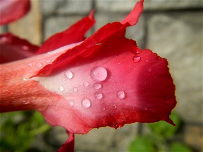Water droplets on Adenium obesum flowers in the Philippines of food cuisine in Poblacion, Baliuag, Bulacan Category:Sitios and puroks of the Philippines Subdivisions of the Philippines Barangay Poblac