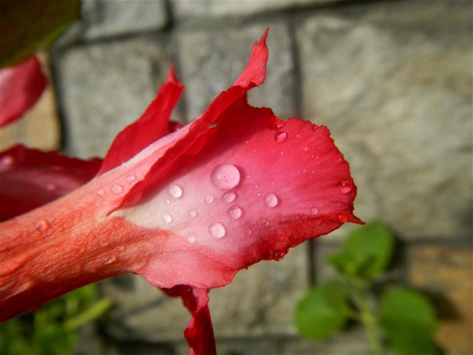 Water droplets on Adenium obesum flowers in the Philippines of food cuisine in Poblacion, Baliuag, Bulacan Category:Sitios and puroks of the Philippines Subdivisions of the Philippines Barangay Poblac