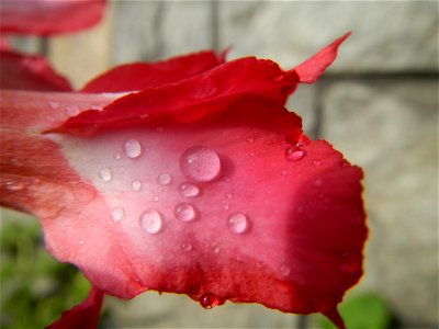 Water droplets on Adenium obesum flowers in the Philippines of food cuisine in Poblacion, Baliuag, Bulacan Category:Sitios and puroks of the Philippines Subdivisions of the Philippines Barangay Poblac
