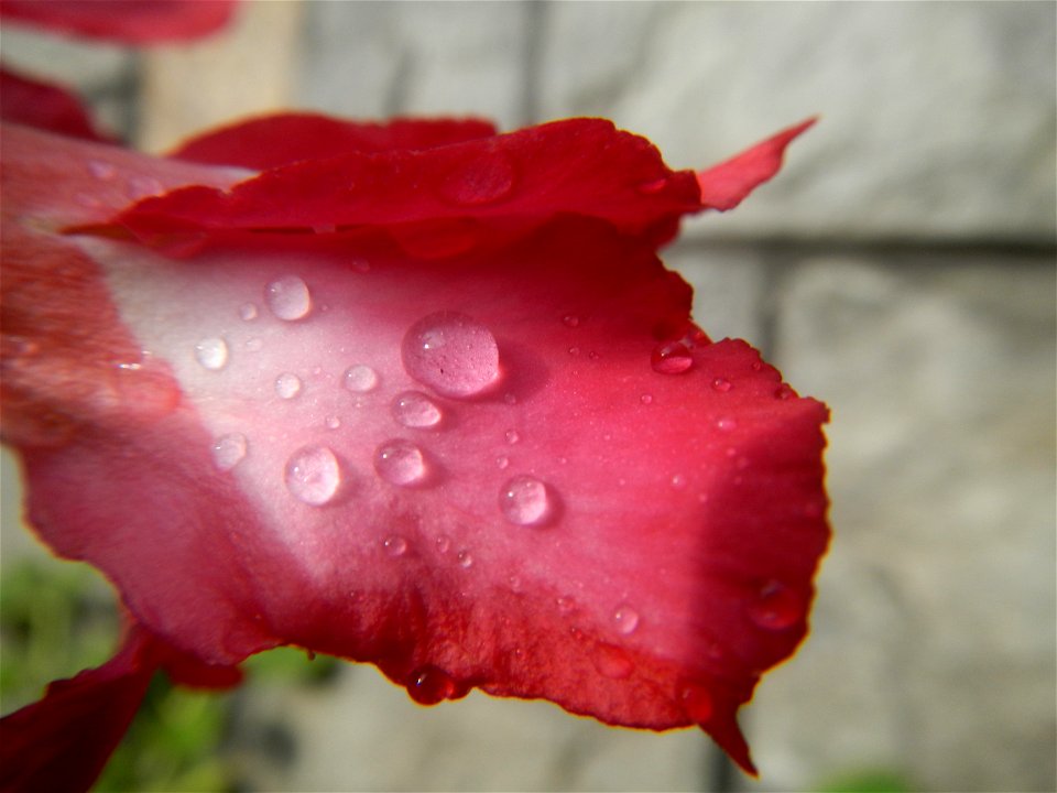 Water droplets on Adenium obesum flowers in the Philippines of food cuisine in Poblacion, Baliuag, Bulacan Category:Sitios and puroks of the Philippines Subdivisions of the Philippines Barangay Poblac