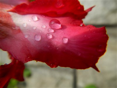 Water droplets on Adenium obesum flowers in the Philippines of food cuisine in Poblacion, Baliuag, Bulacan Category:Sitios and puroks of the Philippines Subdivisions of the Philippines Barangay Poblac