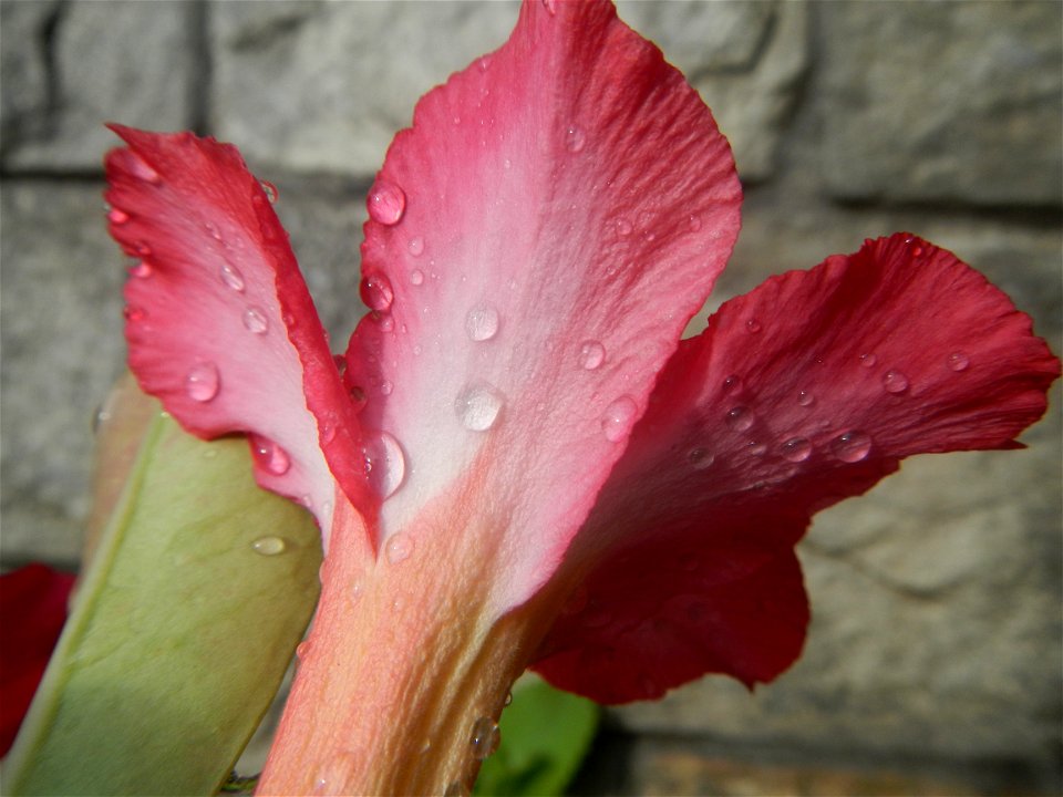 Water droplets on Adenium obesum flowers in the Philippines of food cuisine in Poblacion, Baliuag, Bulacan Category:Sitios and puroks of the Philippines Subdivisions of the Philippines Barangay Poblac