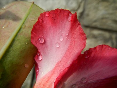 Water droplets on Adenium obesum flowers in the Philippines of food cuisine in Poblacion, Baliuag, Bulacan Category:Sitios and puroks of the Philippines Subdivisions of the Philippines Barangay Poblac