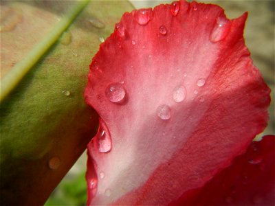 Water droplets on Adenium obesum flowers in the Philippines of food cuisine in Poblacion, Baliuag, Bulacan Category:Sitios and puroks of the Philippines Subdivisions of the Philippines Barangay Poblac