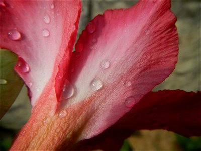 Water droplets on Adenium obesum flowers in the Philippines of food cuisine in Poblacion, Baliuag, Bulacan Category:Sitios and puroks of the Philippines Subdivisions of the Philippines Barangay Poblac