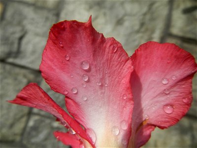 Water droplets on Adenium obesum flowers in the Philippines of food cuisine in Poblacion, Baliuag, Bulacan Category:Sitios and puroks of the Philippines Subdivisions of the Philippines Barangay Poblac