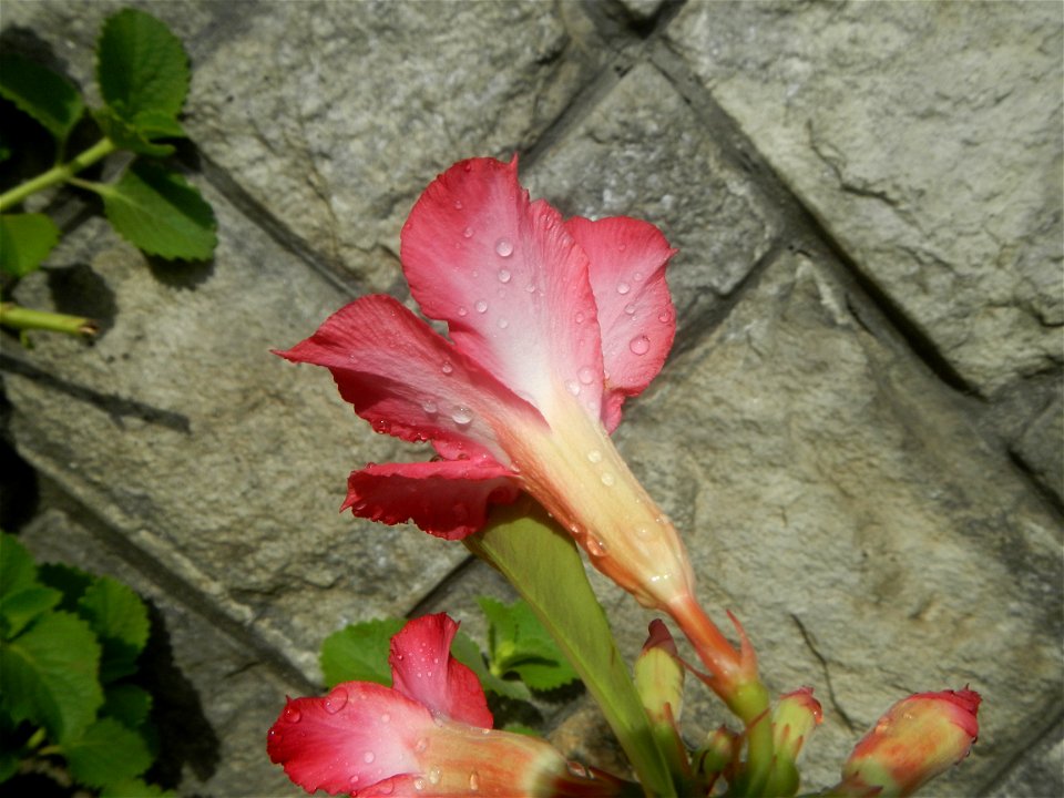 Water droplets on Adenium obesum flowers in the Philippines of food cuisine in Poblacion, Baliuag, Bulacan Category:Sitios and puroks of the Philippines Subdivisions of the Philippines Barangay Poblac