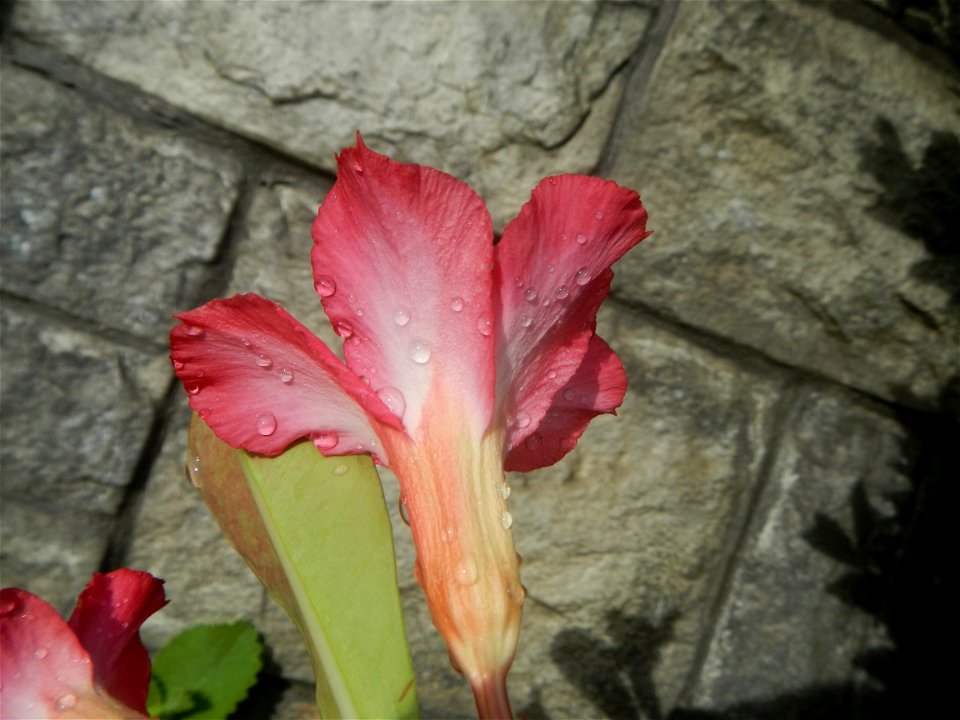 Water droplets on Adenium obesum flowers in the Philippines of food cuisine in Poblacion, Baliuag, Bulacan Category:Sitios and puroks of the Philippines Subdivisions of the Philippines Barangay Poblac