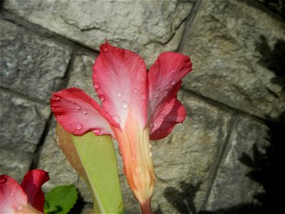Water droplets on Adenium obesum flowers in the Philippines of food cuisine in Poblacion, Baliuag, Bulacan Category:Sitios and puroks of the Philippines Subdivisions of the Philippines Barangay Poblac
