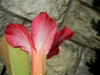 Water droplets on Adenium obesum flowers in the Philippines of food cuisine in Poblacion, Baliuag, Bulacan Category:Sitios and puroks of the Philippines Subdivisions of the Philippines Barangay Poblac