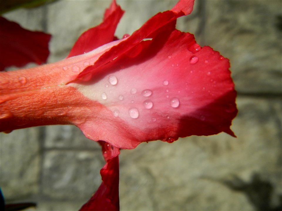 Water droplets on Adenium obesum flowers in the Philippines of food cuisine in Poblacion, Baliuag, Bulacan Category:Sitios and puroks of the Philippines Subdivisions of the Philippines Barangay Poblac