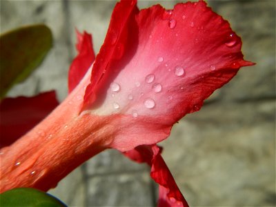 Water droplets on Adenium obesum flowers in the Philippines of food cuisine in Poblacion, Baliuag, Bulacan Category:Sitios and puroks of the Philippines Subdivisions of the Philippines Barangay Poblac