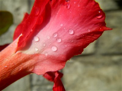 Water droplets on Adenium obesum flowers in the Philippines of food cuisine in Poblacion, Baliuag, Bulacan Category:Sitios and puroks of the Philippines Subdivisions of the Philippines Barangay Poblac