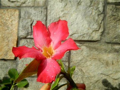 Water droplets on Adenium obesum flowers in the Philippines of food cuisine in Poblacion, Baliuag, Bulacan Category:Sitios and puroks of the Philippines Subdivisions of the Philippines Barangay Poblac