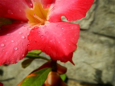 Water droplets on Adenium obesum flowers in the Philippines of food cuisine in Poblacion, Baliuag, Bulacan Category:Sitios and puroks of the Philippines Subdivisions of the Philippines Barangay Poblac