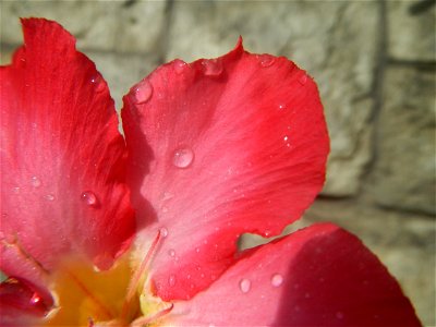 Water droplets on Adenium obesum flowers in the Philippines of food cuisine in Poblacion, Baliuag, Bulacan Category:Sitios and puroks of the Philippines Subdivisions of the Philippines Barangay Poblac