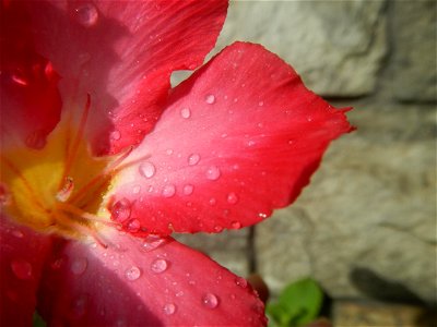 Water droplets on Adenium obesum flowers in the Philippines of food cuisine in Poblacion, Baliuag, Bulacan Category:Sitios and puroks of the Philippines Subdivisions of the Philippines Barangay Poblac