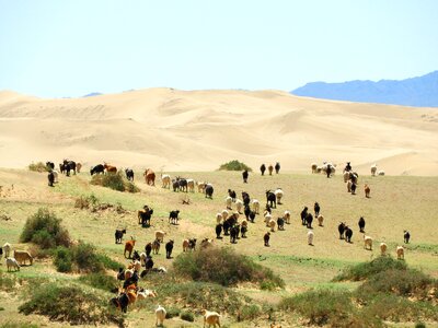 Cattle herd sheep photo