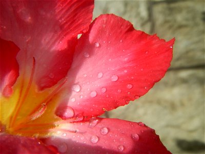 Water droplets on Adenium obesum flowers in the Philippines of food cuisine in Poblacion, Baliuag, Bulacan Category:Sitios and puroks of the Philippines Subdivisions of the Philippines Barangay Poblac