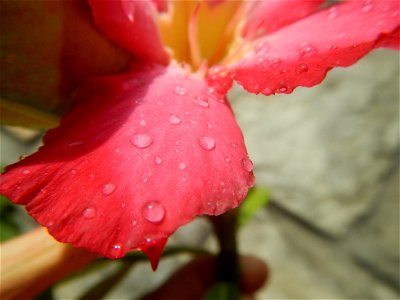 Water droplets on Adenium obesum flowers in the Philippines of food cuisine in Poblacion, Baliuag, Bulacan Category:Sitios and puroks of the Philippines Subdivisions of the Philippines Barangay Poblac