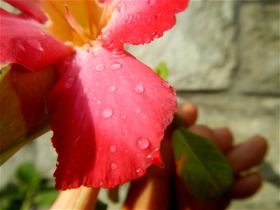 Water droplets on Adenium obesum flowers in the Philippines of food cuisine in Poblacion, Baliuag, Bulacan Category:Sitios and puroks of the Philippines Subdivisions of the Philippines Barangay Poblac