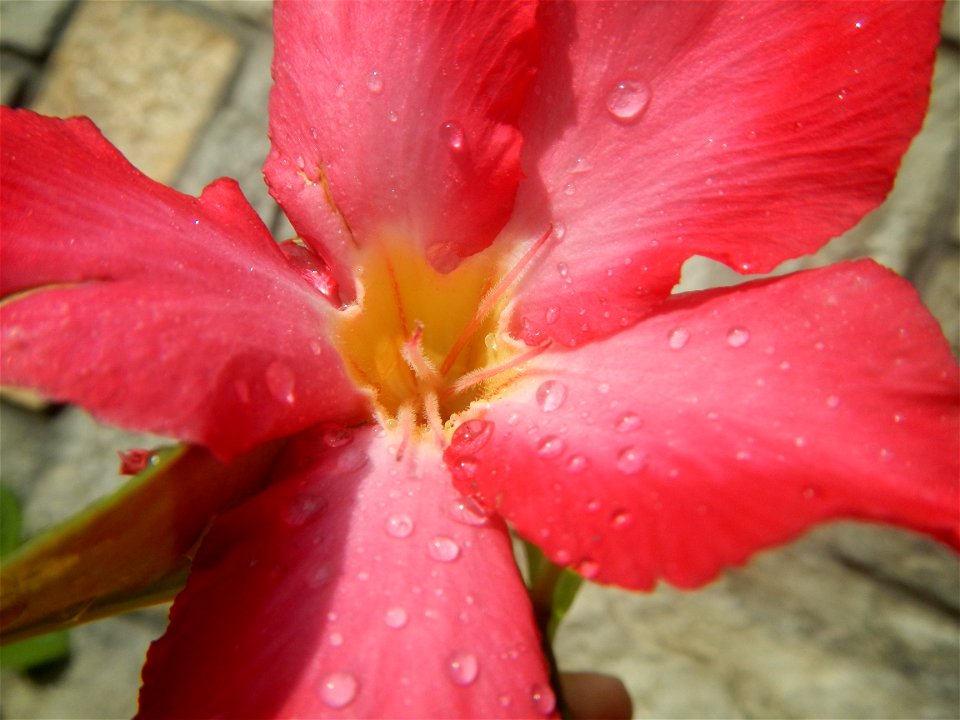 Water droplets on Adenium obesum flowers in the Philippines of food cuisine in Poblacion, Baliuag, Bulacan Category:Sitios and puroks of the Philippines Subdivisions of the Philippines Barangay Poblac