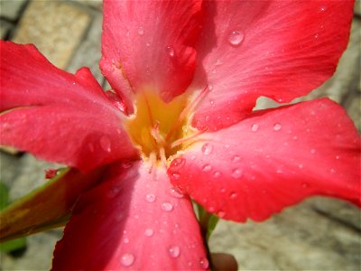 Water droplets on Adenium obesum flowers in the Philippines of food cuisine in Poblacion, Baliuag, Bulacan Category:Sitios and puroks of the Philippines Subdivisions of the Philippines Barangay Poblac