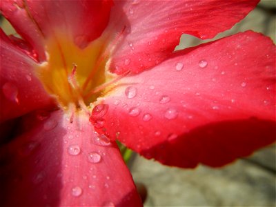 Water droplets on Adenium obesum flowers in the Philippines of food cuisine in Poblacion, Baliuag, Bulacan Category:Sitios and puroks of the Philippines Subdivisions of the Philippines Barangay Poblac