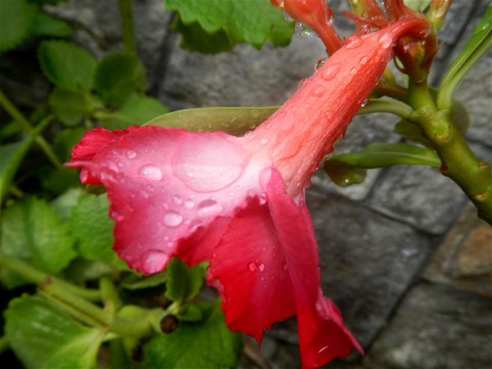 Water droplets on Adenium obesum flowers in the Philippines Photos taken in Poblacion, Baliuag, Bulacan Category:Sitios and puroks of the Philippines Subdivisions of the Philippines Barangays  Poblaci