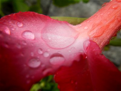 Water droplets on Adenium obesum flowers in the Philippines Photos taken in Poblacion, Baliuag, Bulacan Category:Sitios and puroks of the Philippines Subdivisions of the Philippines Barangays  Poblaci