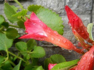 Water droplets on Adenium obesum flowers in the Philippines Photos taken in Poblacion, Baliuag, Bulacan Category:Sitios and puroks of the Philippines Subdivisions of the Philippines Barangays  Poblaci
