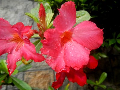Water droplets on Adenium obesum flowers in the Philippines Photos taken in Poblacion, Baliuag, Bulacan Category:Sitios and puroks of the Philippines Subdivisions of the Philippines Barangays  Poblaci