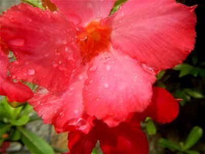 Water droplets on Adenium obesum flowers in the Philippines Photos taken in Poblacion, Baliuag, Bulacan Category:Sitios and puroks of the Philippines Subdivisions of the Philippines Barangays  Poblaci